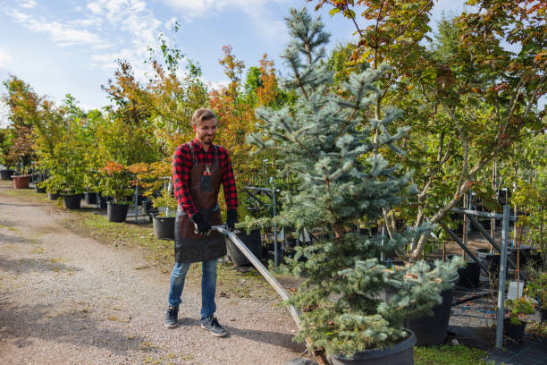 How Our Tree Care Process Works  in Forest Heights, MD